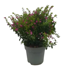 Japanische Scheinmyrte, Farben Zufällig, Topf-Ø 17 Cm, 2er-Set -Gartenserien Geschäft 0610260039 Cuphea hyssopifolia T17 Rosa Lila Rottoene 2er Set WS 11 93792