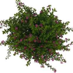Japanische Scheinmyrte, Farben Zufällig, Topf-Ø 17 Cm, 2er-Set -Gartenserien Geschäft 0610260039 Cuphea hyssopifolia T17 Rosa Lila Rottoene 2er Set WS 17 93794