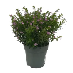 Japanische Scheinmyrte, Farben Zufällig, Topf-Ø 17 Cm, 2er-Set -Gartenserien Geschäft 0610260039 Cuphea hyssopifolia T17 Rosa Lila Rottoene 2er Set WS 20 93791