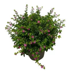 Japanische Scheinmyrte, Farben Zufällig, Topf-Ø 17 Cm, 2er-Set -Gartenserien Geschäft 0610260039 Cuphea hyssopifolia T17 Rosa Lila Rottoene 2er Set WS 6 93793