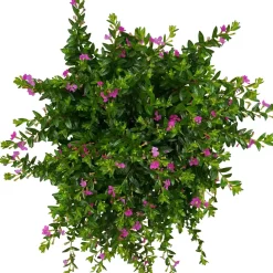 Japanische Scheinmyrte, Farben Zufällig, Topf-Ø 17 Cm, 2er-Set -Gartenserien Geschäft 0610260039 Cuphea hyssopifolia T17 Rosa Lila Rottoene 2er Set WS 7 93795