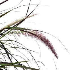 Lampenputzergras 'Rubrum' Rot, Topf-Ø 26 Cm -Gartenserien Geschäft 0610280039 KB Pennisetum advena Rubrum T26 5 l rotlaubig einjaehrig WS 5 95868