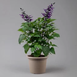 Pfirsichsalbei Purpurlila, Topf-Ø 21 Cm, Höhe Ca. 40 Cm -Gartenserien Geschäft 0610370085 Salvia T21 purple H 40 cm 2 125917