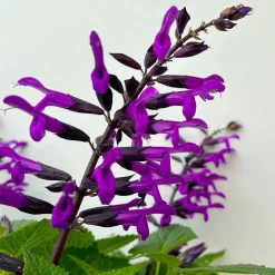 Pfirsichsalbei Purpurlila, Topf-Ø 21 Cm, Höhe Ca. 40 Cm -Gartenserien Geschäft 0610370085 Salvia T21 purple 4 n 125840
