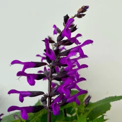 Pfirsichsalbei Purpurlila, Topf-Ø 21 Cm, Höhe Ca. 40 Cm -Gartenserien Geschäft 0610370085 Salvia T21 purple 5 n 125841