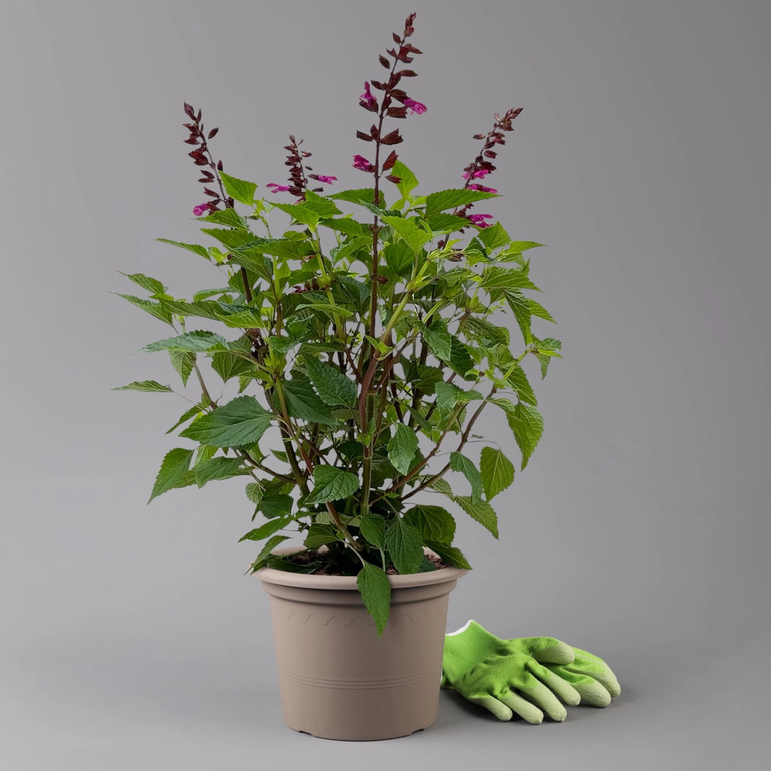 Pfirsichsalbei 'Strawberry Lake' Pink, Topf-Ø 21 Cm, Höhe Ca. 40 Cm 1 Pfirsichsalbei 'Strawberry Lake' Pink, Topf-Ø 21 Cm, Höhe Ca. 40 Cm