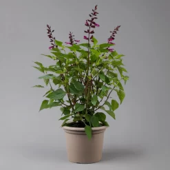 Pfirsichsalbei 'Strawberry Lake' Pink, Topf-Ø 21 Cm, Höhe Ca. 40 Cm 7 Pfirsichsalbei 'Strawberry Lake' Pink, Topf-Ø 21 Cm, Höhe Ca. 40 Cm -Gartenserien Geschäft 0610370086 Salvia T21 Strawberry Lake H 40cm 2 125990