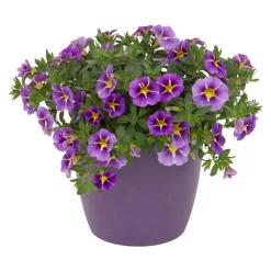 Zauberglöckchen 'Rave® Blue' Lila-gelb, Topf-Ø 13 Cm, 6er-Set -Gartenserien Geschäft 0613160006 KB Calibrachoa T13 Rave Blue lila gelb gesternt 50997