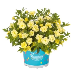 Zauberglöckchen 'MiniFamous® Neo Double Lemon' Gelb Gefüllt, Topf-Ø 13cm,6er-Set -Gartenserien Geschäft 0613160013 KB Calibrachoa T13 Double Citric zitronengelb 50748