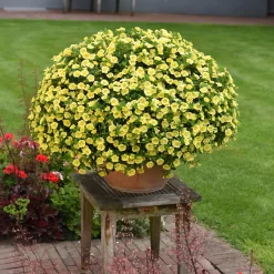 Zauberglöckchen 'MiniFamous® Neo Double Lemon' Gelb Gefüllt, Topf-Ø 13cm,6er-Set -Gartenserien Geschäft 0613160035 KB Calibrachoa T13 gelb Double Citric Set 3Stueck2 75108