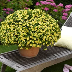 Zauberglöckchen 'MiniFamous® Neo Double Lemon' Gelb Gefüllt, Topf-Ø 13cm,6er-Set -Gartenserien Geschäft 0613160035 KB Calibrachoa T13 gelb Double Citric Set 3Stueck 75109