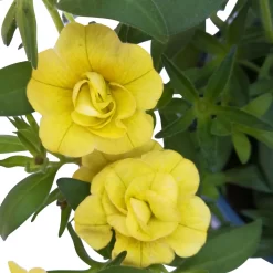 Zauberglöckchen 'MiniFamous® Neo Double Lemon' Gelb Gefüllt, Topf-Ø 13cm,6er-Set -Gartenserien Geschäft 0613160035 KB Calibrachoa T13 gelb Double Lemon 6er Set 11 93293