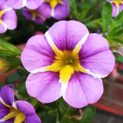 Zauberglöckchen 'Rave® Blue' Lila-gelb, Topf-Ø 13 Cm, 6er-Set -Gartenserien Geschäft 0613160049 Calibrachoa Rave Blue 1 89024