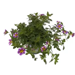 Zauberglöckchen 'Rave® Blue' Lila-gelb, Topf-Ø 13 Cm, 6er-Set -Gartenserien Geschäft 0613160049 KB Calibrachoa T13 Rave Blue 6er Set 2 93309