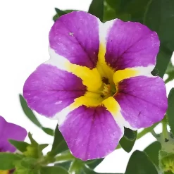 Zauberglöckchen 'Rave® Blue' Lila-gelb, Topf-Ø 13 Cm, 6er-Set -Gartenserien Geschäft 0613160049 KB Calibrachoa T13 Rave Blue 6er Set 9 93307