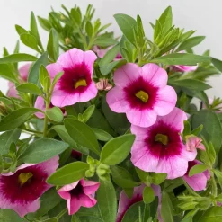 Zauberglöckchen 'Aloha Kona Tiki Pink' Rosa-pink, Topf-Ø 13 Cm, 6er-Set 13 Zauberglöckchen 'Aloha Kona Tiki Pink' Rosa-pink, Topf-Ø 13 Cm, 6er-Set -Gartenserien Geschäft 0613160098 KB Calibrachoa T13 Tiki Pink 13 112103