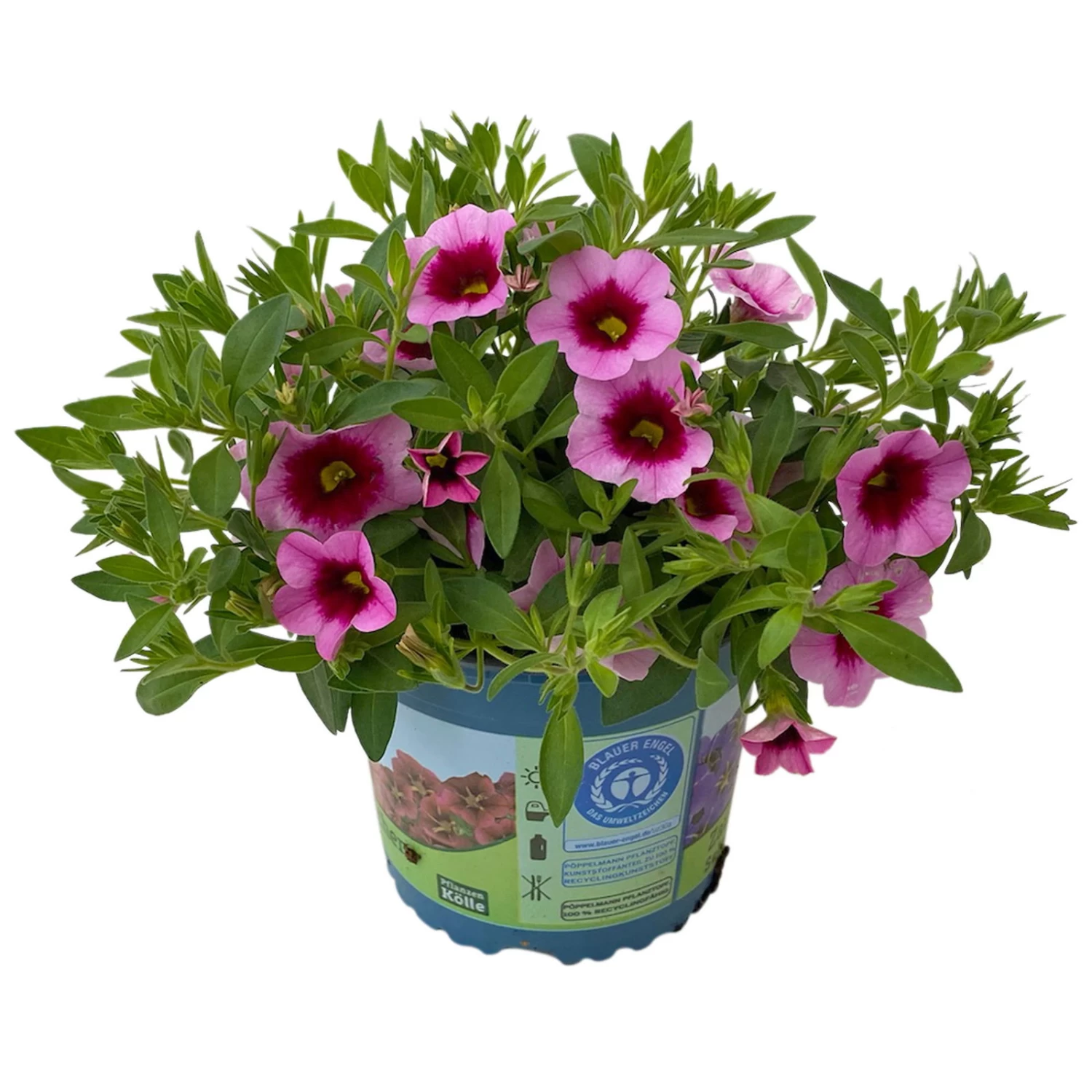 Zauberglöckchen 'Aloha Kona Tiki Pink' Rosa-pink, Topf-Ø 13 Cm, 6er-Set 2 Zauberglöckchen 'Aloha Kona Tiki Pink' Rosa-pink, Topf-Ø 13 Cm, 6er-Set – Bild 2