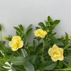 Zauberglöckchen 'MiniFamous® Neo Double Lemon' Gelb Gefüllt, Topf-Ø 13cm,6er-Set -Gartenserien Geschäft 0613160145 Calibrachoa T13 Neo Double Lemon 6er Set 6 122443
