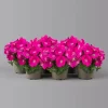 Petunie 'GO!Tunia® Neon Pink'' Neon Pink, Topf-Ø 13 Cm, 6er-Set