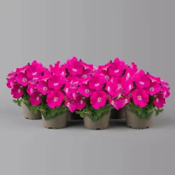 Petunie 'GO!Tunia® Neon Pink'' Neon Pink, Topf-Ø 13 Cm, 6er-Set