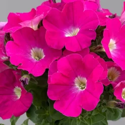 Petunie 'GO!Tunia® Neon Pink'' Neon Pink, Topf-Ø 13 Cm, 6er-Set -Gartenserien Geschäft 0613170177 petunia neon pink set 2 122589