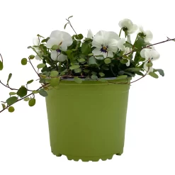 Hornveilchen Mit Mühlenbeckia, Farbe Zufällig, Topf-Ø 13 Cm, 6er-Set -Gartenserien Geschäft 0620110113 Viola cornuta Muehlenbeckia weiss 6er Set 1 107966