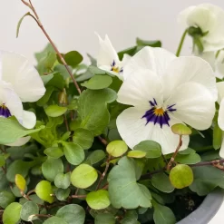 Hornveilchen Mit Mühlenbeckia, Farbe Zufällig, Topf-Ø 13 Cm, 6er-Set -Gartenserien Geschäft 0620110113 Viola cornuta Muehlenbeckia weiss 6er Set 4 107891