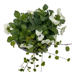 Hornveilchen Mit Mühlenbeckia, Farbe Zufällig, Topf-Ø 13 Cm, 6er-Set -Gartenserien Geschäft 0620110113 Viola cornuta Muehlenbeckia weiss 6er Set 6 107967