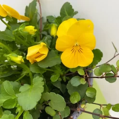 Hornveilchen Mit Mühlenbeckia, Farbe Zufällig, Topf-Ø 13 Cm, 6er-Set -Gartenserien Geschäft 0620110114 Viola cornuta Muehlenbeckia gelb 6er Set 4 107888
