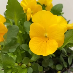 Hornveilchen Mit Mühlenbeckia, Farbe Zufällig, Topf-Ø 13 Cm, 6er-Set -Gartenserien Geschäft 0620110114 Viola cornuta Muehlenbeckia gelb 6er Set 5 107890