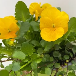 Hornveilchen Mit Mühlenbeckia, Farbe Zufällig, Topf-Ø 13 Cm, 6er-Set -Gartenserien Geschäft 0620110114 Viola cornuta Muehlenbeckia gelb 6er Set 6 107889