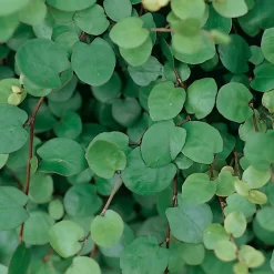 Hornveilchen Mit Mühlenbeckia, Farbe Zufällig, Topf-Ø 13 Cm, 6er-Set -Gartenserien Geschäft 0620110115 Viola cornuta Muehlenbeckia T13 zweifarbig 6er Set n Verfuegbarkeit WS 1 102729