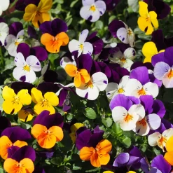 Hornveilchen Mit Mühlenbeckia, Farbe Zufällig, Topf-Ø 13 Cm, 6er-Set -Gartenserien Geschäft 0620110115 Viola cornuta Muehlenbeckia T13 zweifarbig 6er Set n Verfuegbarkeit WS 2 102730