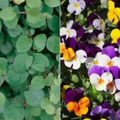 Hornveilchen Mit Mühlenbeckia, Farbe Zufällig, Topf-Ø 13 Cm, 6er-Set -Gartenserien Geschäft 0620110115 Viola cornuta Muehlenbeckia T13 zweifarbig 6er Set n Verfuegbarkeit WS 102728