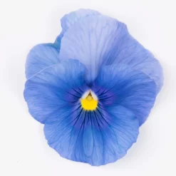 Stiefmütterchen Blau, Sorte Nach Verfügbarkeit, Topf-Ø 12 Cm, 6er-Set -Gartenserien Geschäft 0620200084 KB Viola wittr Selektion T12 hellblau o Auge Set 6 Stueck WS 1 73627