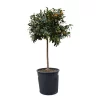 Kumquatbaum, Stamm, Topf-Ø 33 Cm, Höhe Ca. 160 Cm