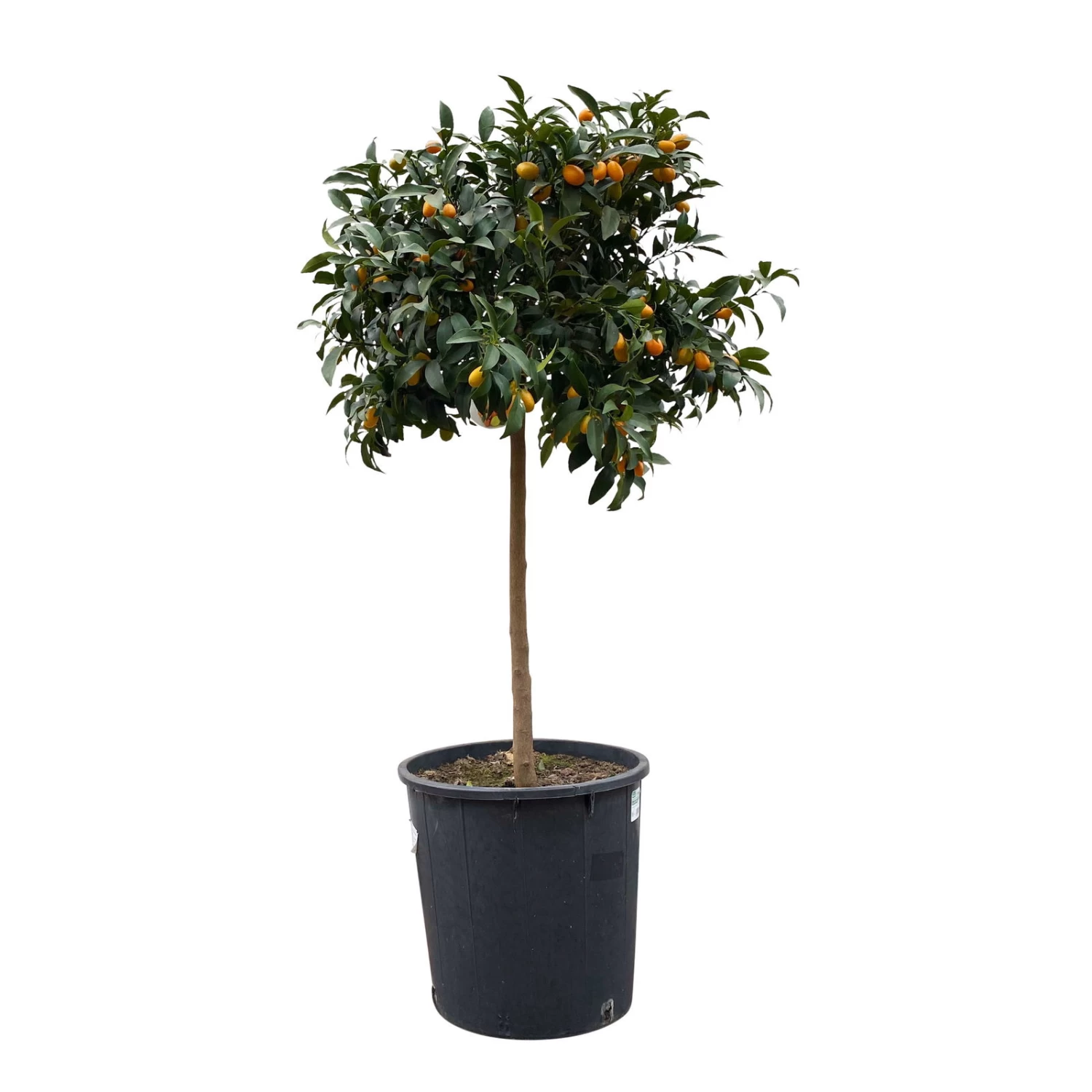 Kumquatbaum, Stamm, Topf-Ø 33 Cm, Höhe Ca. 160 Cm 1 Kumquatbaum, Stamm, Topf-Ø 33 Cm, Höhe Ca. 160 Cm
