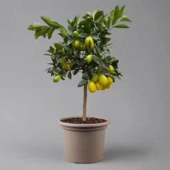 Limequat, Stamm, Topf-Ø Ca. 22 Cm, Höhe Ca. 60 Cm -Gartenserien Geschäft 0630100545 K.B.Citrus x floridana Stamm T22 1442Ferrara Limequat H70 80 3 125571