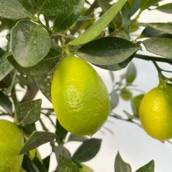 Limequat, Stamm, Topf-Ø Ca. 22 Cm, Höhe Ca. 60 Cm -Gartenserien Geschäft 0630100545 KB Citrus x floridana Stamm T22 12 104214