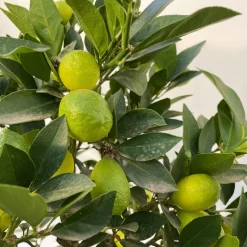 Limequat, Stamm, Topf-Ø Ca. 22 Cm, Höhe Ca. 60 Cm -Gartenserien Geschäft 0630100545 KB Citrus x floridana Stamm T22 13 104212