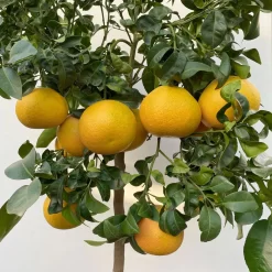 Grapefruitbaum, Stamm, Topf-Ø 22 Cm, Höhe Ca. 70 - 80 Cm -Gartenserien Geschäft 0630100702 KB Citrus Paradisi Stamm T33 15 104217