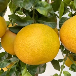 Grapefruitbaum, Stamm, Topf-Ø 22 Cm, Höhe Ca. 70 - 80 Cm -Gartenserien Geschäft 0630100702 KB Citrus Paradisi Stamm T33 18 104218