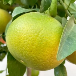 Grapefruitbaum, Stamm, Topf-Ø 22 Cm, Höhe Ca. 70 - 80 Cm -Gartenserien Geschäft 0630100702 KB Citrus Paradisi Stamm T33 6 104221