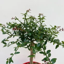 Fingerlimette, Topf-Ø 15 Cm, Höhe Ca. 40 Cm 11 Fingerlimette, Topf-Ø 15 Cm, Höhe Ca. 40 Cm -Gartenserien Geschäft 0630100709 Microcitrus australasica Stamm Fingerlimette 4 109821