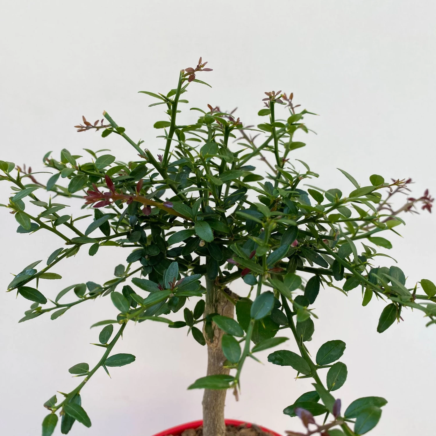 Fingerlimette, Topf-Ø 15 Cm, Höhe Ca. 40 Cm 3 Fingerlimette, Topf-Ø 15 Cm, Höhe Ca. 40 Cm – Bild 3