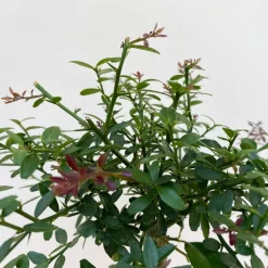 Fingerlimette, Topf-Ø 15 Cm, Höhe Ca. 40 Cm 12 Fingerlimette, Topf-Ø 15 Cm, Höhe Ca. 40 Cm -Gartenserien Geschäft 0630100709 Microcitrus australasica Stamm Fingerlimette 5 109822