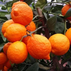 Zitronenbaum 'Rosso', Mini-Stamm, Topf-Ø 15 Cm, Höhe Ca. 40 Cm -Gartenserien Geschäft 0630100729 KB Citrus limon Stamm T15 Rosso H40 WS 1 98110