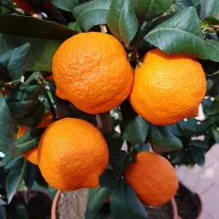 Zitronenbaum 'Rosso', Mini-Stamm, Topf-Ø 15 Cm, Höhe Ca. 40 Cm -Gartenserien Geschäft 0630100729 KB Citrus limon Stamm T15 Rosso H40 WS 2 98109