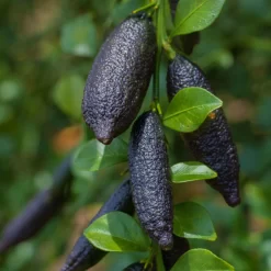 Fingerlimette, Topf-Ø 15 Cm, Höhe Ca. 40 Cm 13 Fingerlimette, Topf-Ø 15 Cm, Höhe Ca. 40 Cm -Gartenserien Geschäft 0630100735 Citrus australasica Stamm T20 H60 70 WS 1 98314