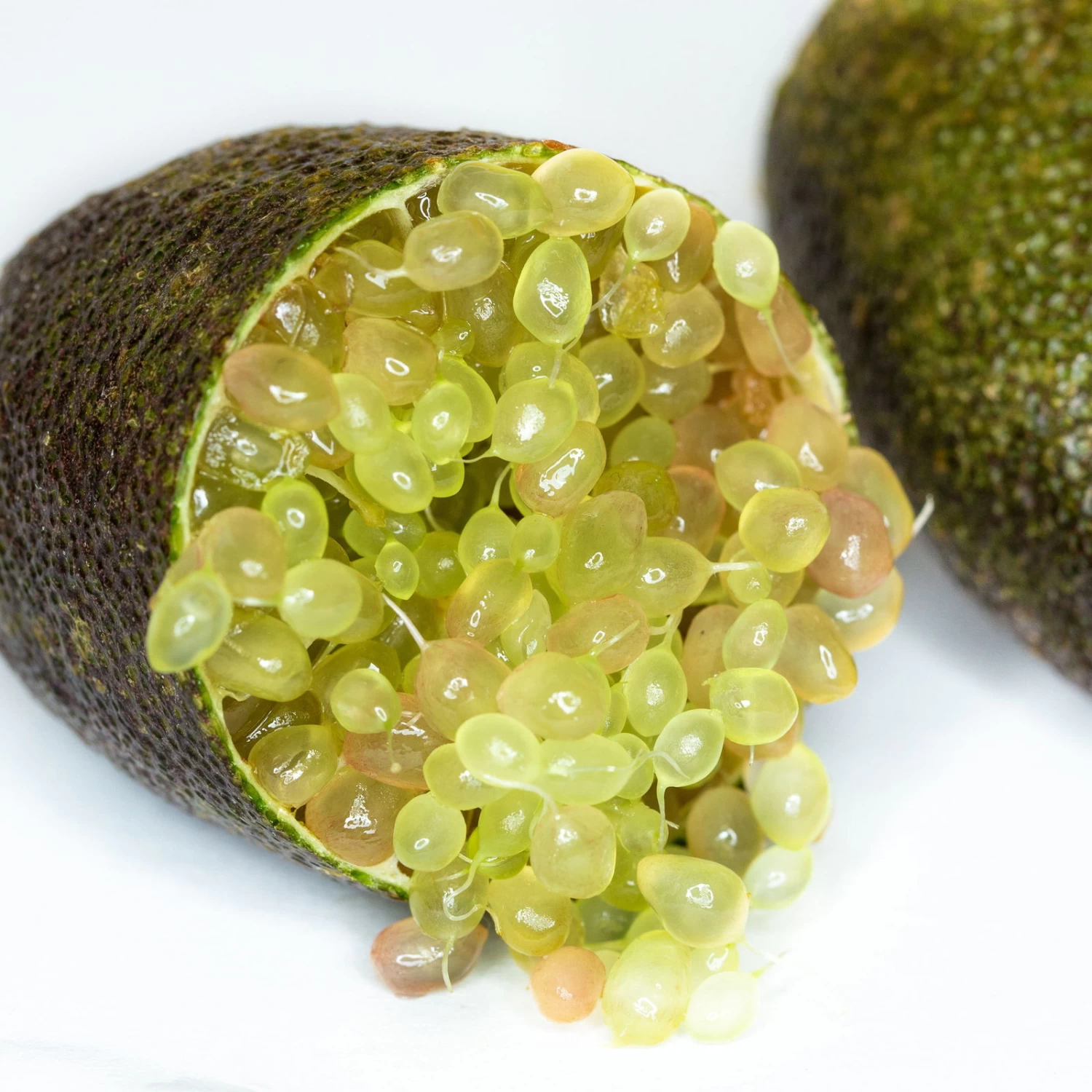 Fingerlimette, Topf-Ø 15 Cm, Höhe Ca. 40 Cm 2 Fingerlimette, Topf-Ø 15 Cm, Höhe Ca. 40 Cm – Bild 2